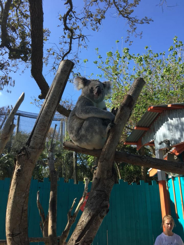 Koala in tree at Tampa Zoo