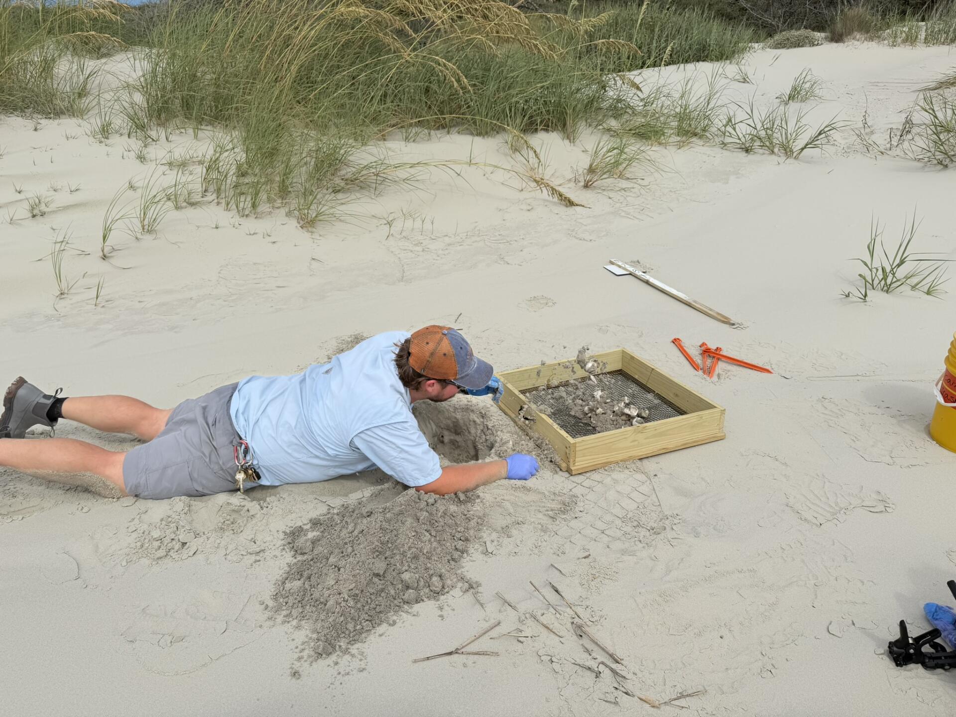 Will Really Looking with Hatchlings on Ground