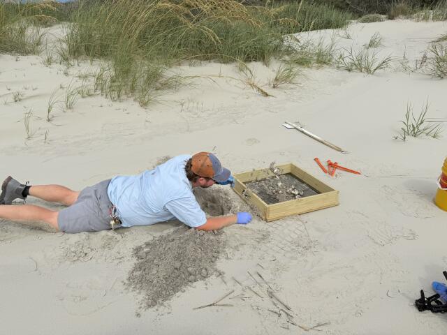 Will Really Looking with Hatchlings on Ground